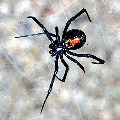 Venomous Creatures: Black Widow Envenomation (Latrodectism) - County EM