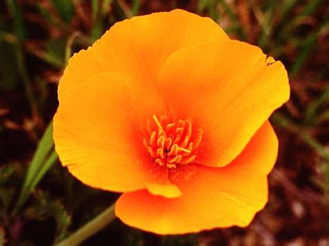 Papaveraceae (Poppy Family)