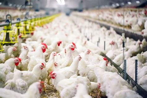 SMART Broiler utilizes technology to improve poultry welfare | AGDAILY