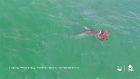 VIDEO: Hammerhead shark attacks goliath grouper off Singer Island [Video]