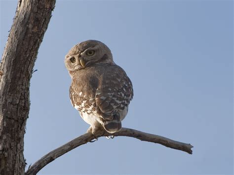 The critically endangered Forest Owlet, Heteroglaux blewit… | Flickr