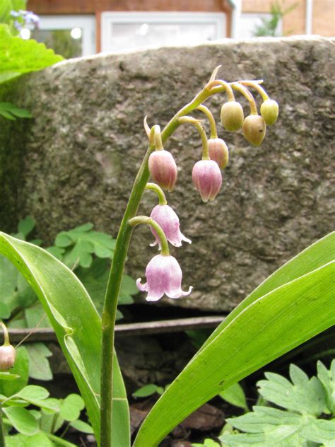 Convallaria majalis L. | Plants of the World Online | Kew Science