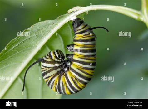 Monarch butterfly caterpillar preparing to pupate or form chrysalis Stock Photo - Alamy