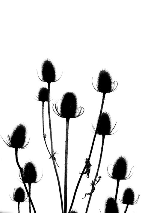 Thistle Silhouettes Free Stock Photo - Public Domain Pictures