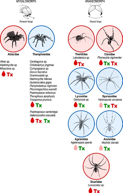 Pain-related spider species. Mygalomorph and araneomorph spiders are ...