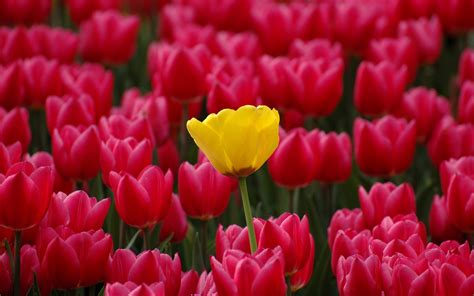 Tulips Red And One Yellow Hd Wallpaper : Wallpapers13.com