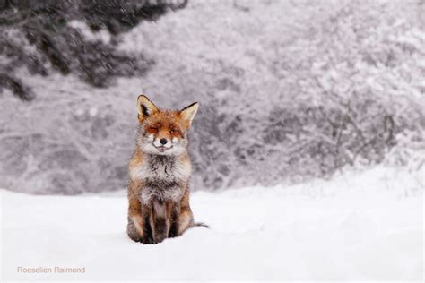 Photographer Captures Fox Adorably Covered in Snow | EditionsPhotoArt