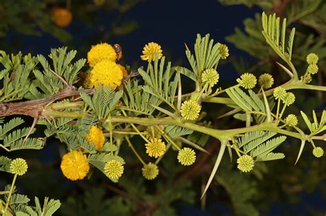 15 Gum Arabic Tree Seeds - Acacia arabica, Vachellia nilotica, Acacia – O'Neill Seeds