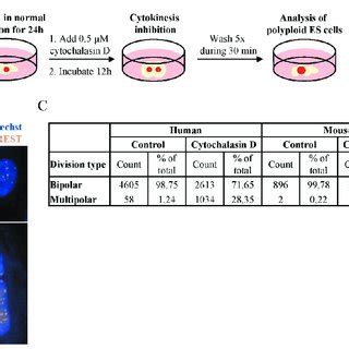 Cytochalasin D-induced cytokinesis inhibition induces polyploidy and... | Download Scientific ...