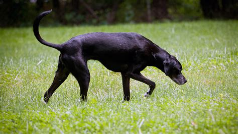 Top 187 + Animals with sharp sense of smell - Lifewithvernonhoward.com