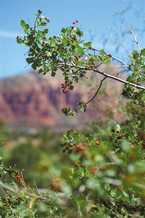 Sumac Berries: Citrus in a Seed | Edible Phoenix