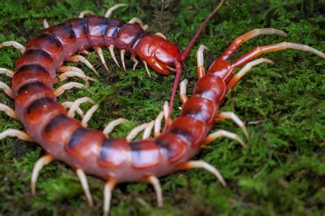 scolopendra gigantea | Arachnoboards