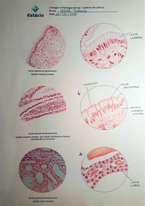 caderno de laminas epitelial simples | Passei Direto | Biologia celular ...