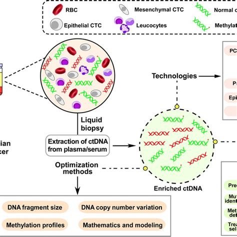 ctDNA analysis technologies, application and optimization methods in... | Download Scientific ...