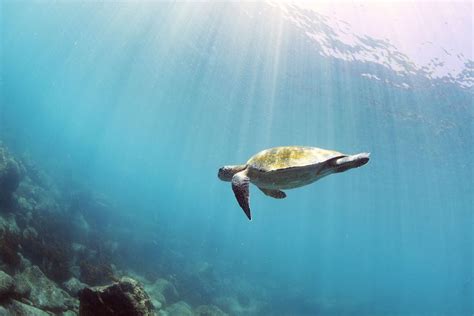 A Galápagos green sea turtle swims near Espanola Island, the Galápagos ...