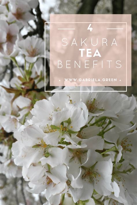 4 Surprising Cherry Blossom Tea Benefits - Gabriela Green