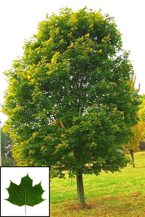 Norway Maple — Affordable Trees