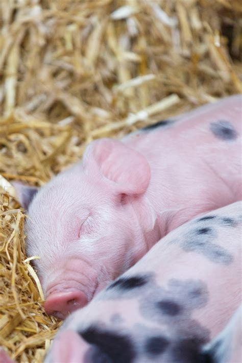 Edit free photo of Agriculture,animals,baby,barn,domestic - needpix.com