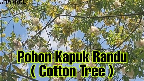 Pohon Kapuk Randu ( Cotton Tree ).. - YouTube