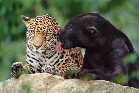 Panther Vs. Jaguar: 12 Differences & Facts [Explained]