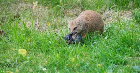 Mongoose Behavior - AnimalBehaviorCorner