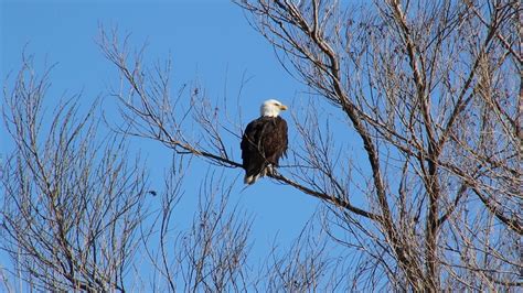 Bald Eagle Vocalization - YouTube