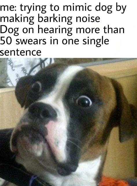 Confused Dog : r/memes