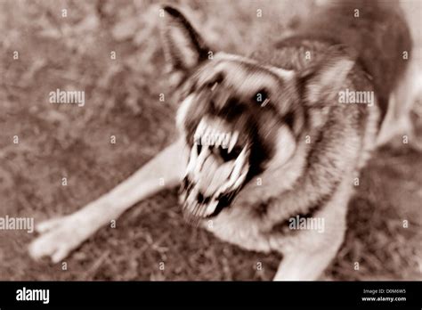 Angry, Barking German Shepherd Stock Photo - Alamy