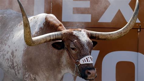 Texas Longhorn steer mascot Bevo XIV dies | abc13.com