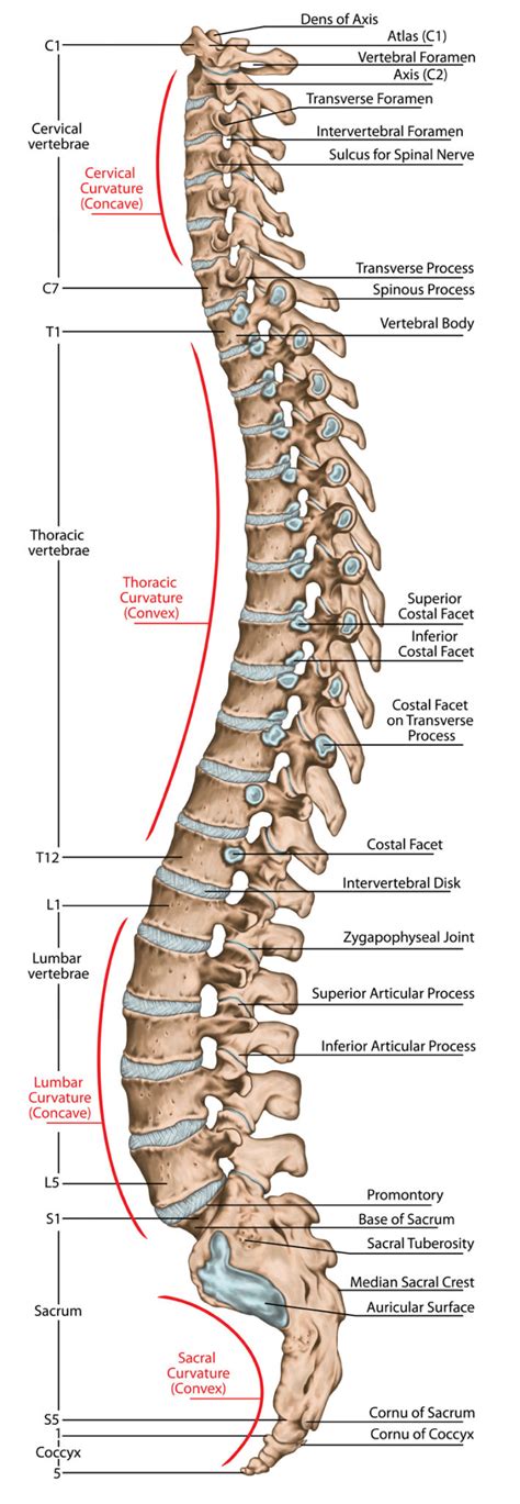 Chiropractic Care - Dr. Thomas Wieland DC