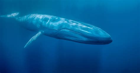 Rare Footage Of Blue Whales Feeding Captured – Information Society