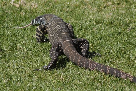 I am a liminal being: A GOANNA COMES TO VISIT