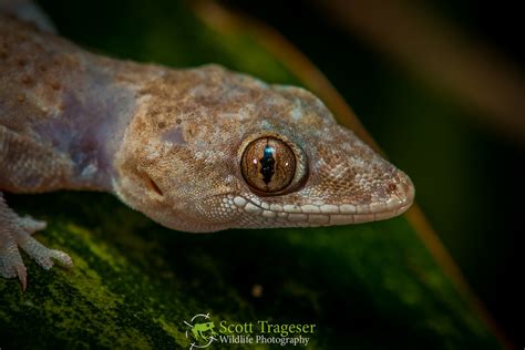 Tropical House Gecko (Hemidactylus mabouia) | Tropical House… | Flickr