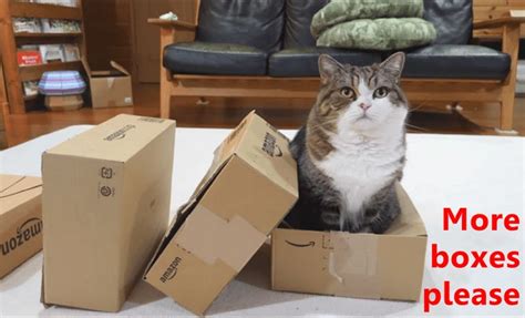 More boxes please https://cheezburger.com/9230717952 Funny Cat Memes, Funny Cats, Funny Animals ...