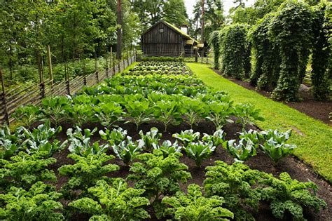 Gemüsegarten mit Kohlpflanzen vor einem … – Bild kaufen – 11220938 ...