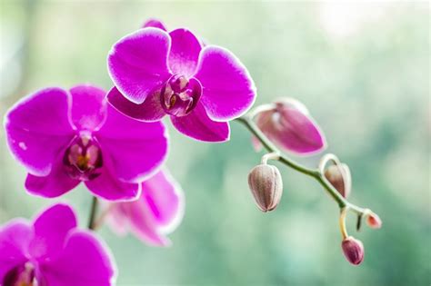 Orchid Meaning and Symbolism - FTD.com