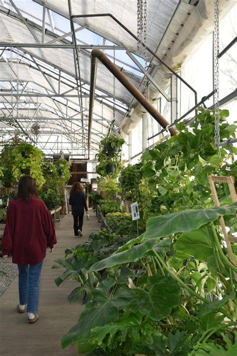 The Great Big Greenhouse is going green – Midlo Scoop