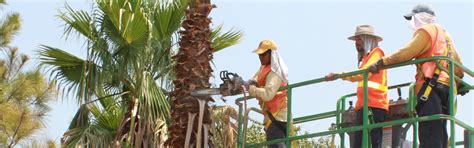 Palm Tree Trimming | Pressure Cleaning Pros | Call Today or Book Online