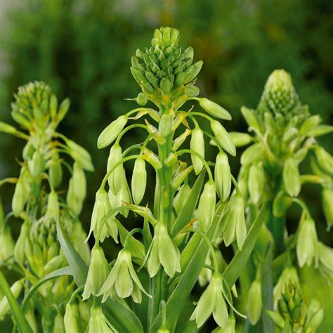 Galtonia Viridiflora | Green Summer Hyacinth Bulbs We are delighted to ...