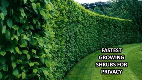 Fast Growing Tall Shrubs For Privacy