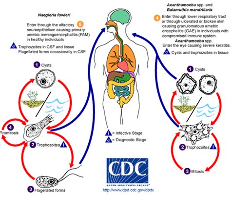 Naegleria infection pathophysiology - wikidoc