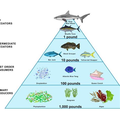 Marine Food Pyramid