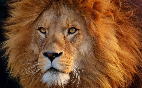 Male Lion Animal Lion Cats Face Close-Up Wallpaper | Male lion, Lion cat, Lion