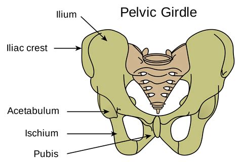 Understanding Cam Hip Impingement and Physical Therapy Treatment ...