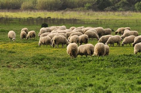 Breeds of Livestock – Homestead on the Range