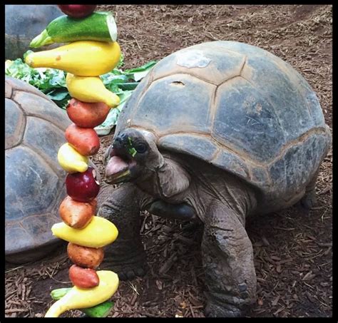 How To Understand Zoo Enrichment — Why Animals Do The Thing