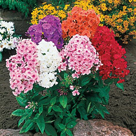 Spring Hill Nurseries Tall Phlox Mixture Live Bareroot Perennial Plants Multi-Colored Flowers (8 ...