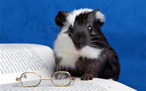 Guinea pig, glasses, book, black, animal, cute, funny, rodent, white ...