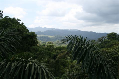 Costa Rica Trees Free Stock Photo - Public Domain Pictures