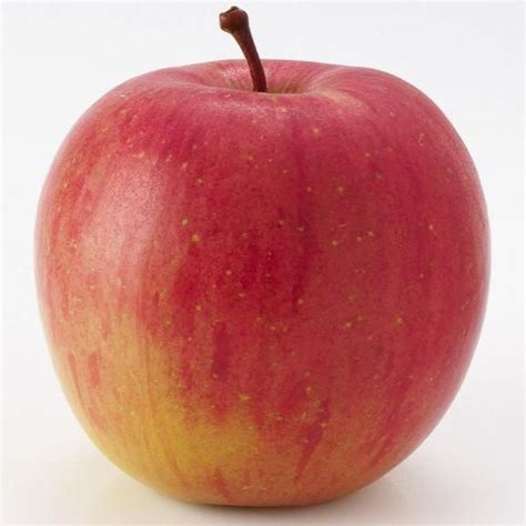 Fuji Apple Tree | Grow Organic Apples At Home - PlantingTree